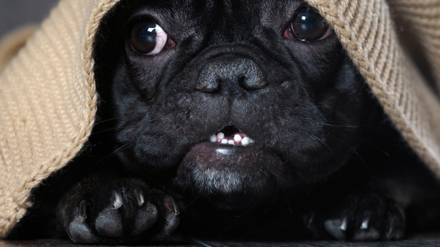 Tips för skotträdda hundar